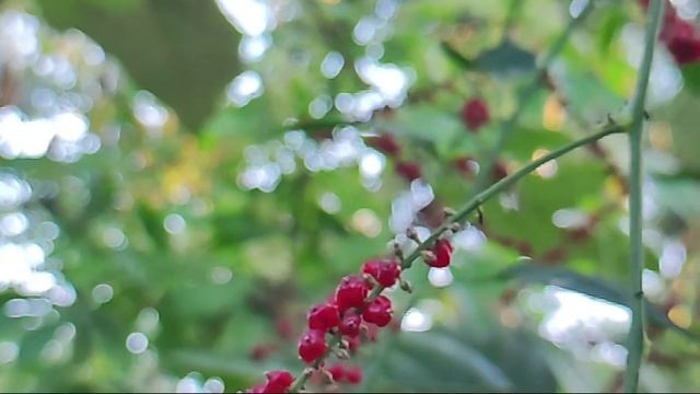 Mi 11 Lite Ne 5g Camera Review.