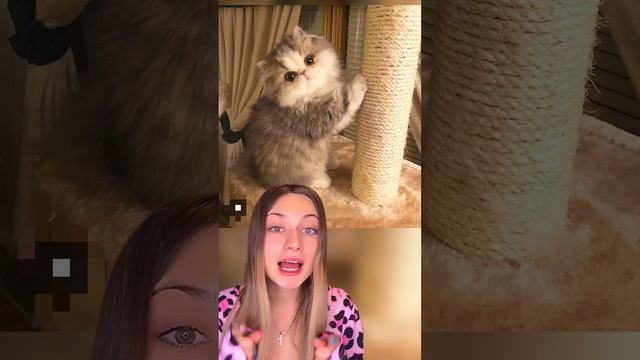 #что #делать #если #грустно #смотри #милое #видео #котики смотреть онлайн