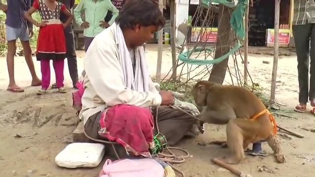 Monkey Fun  Nughty Monkey
#animals #funnyanimals