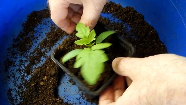 Выращивание рассады томатов без пикировки. Перевалка вместо пикировки. смотреть онлайн