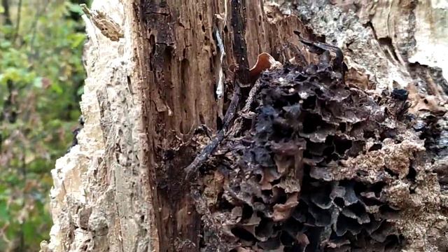 Гнездо шершней смотреть онлайн