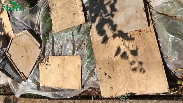 ? Высаживаем томаты вместе с горчицей - 7 дач смотреть онлайн