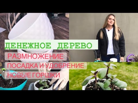 ТОЛСТЯНКА ЧЕРЕНКОВАНИЕ, ПОСАДКА В НОВЫЕ ГОРШКИ, УДОБРЕНИЕ.mp4 смотреть онлайн
