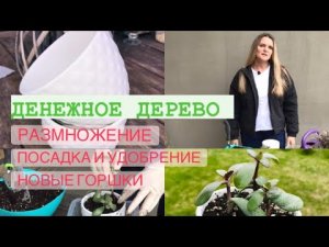 ТОЛСТЯНКА ЧЕРЕНКОВАНИЕ, ПОСАДКА В НОВЫЕ ГОРШКИ, УДОБРЕНИЕ.mp4