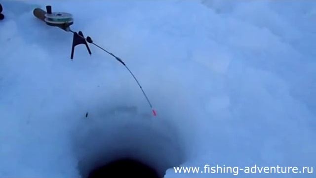 Сорога, рыба моей мечты! смотреть онлайн