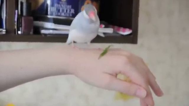 Песня рисовой Амадины смотреть онлайн