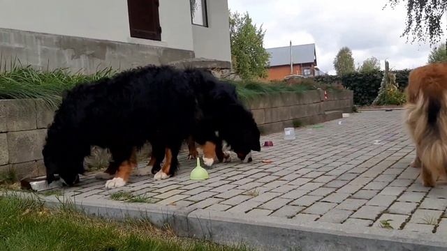 Поиск лакомства- одно из захватывающих занятий для собак. смотреть онлайн