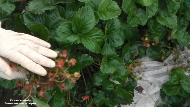 ПОЧЕМУ  СОХНУТ ЯГОДЫ  КЛУБНИКИ НА  КУСТАХ ПРИЧИНЫ ЗАСЫХАНИЯ ЯГОД КЛУБНИКИ НА КУСТАХ