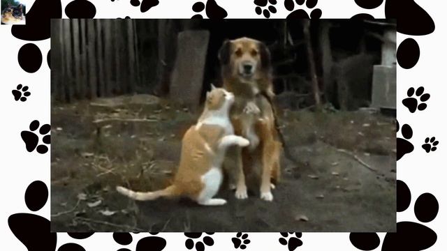 Когда ЛИСА схватила КОШКУ, фотограф затаил дыхание! Случившееся дальше не передать словами! смотреть онлайн