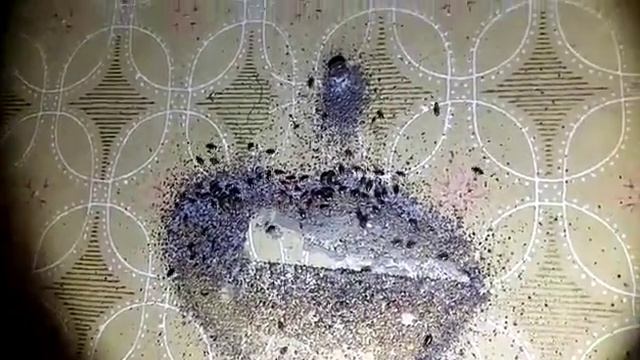 Клопы в квартире за картиной смотреть онлайн