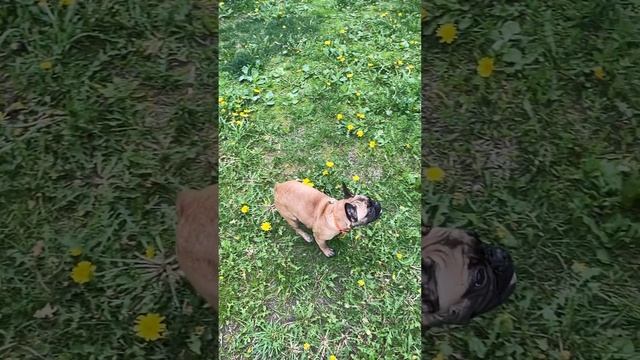 Французский бульдог смотреть онлайн