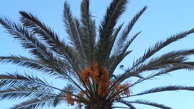 Попугаи у магазина Шуферсаль напротив Лин -8 MAH03969 смотреть онлайн