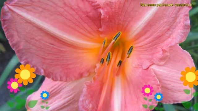 Лилейник гибридный Хелс пинк. Краткий обзор, описание характеристик hemerocallis Hall's pink смотреть онлайн