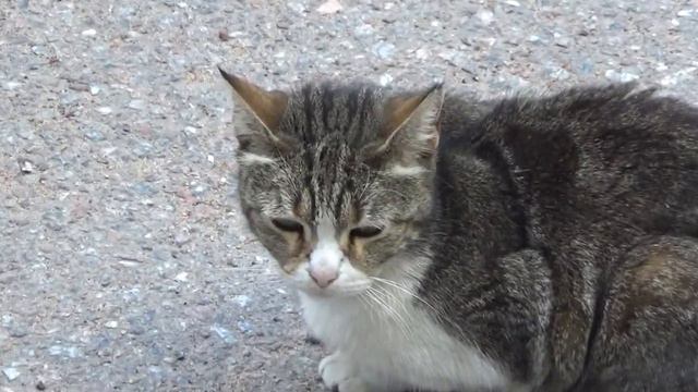 В гостях у правобережных кошек, СПб смотреть онлайн