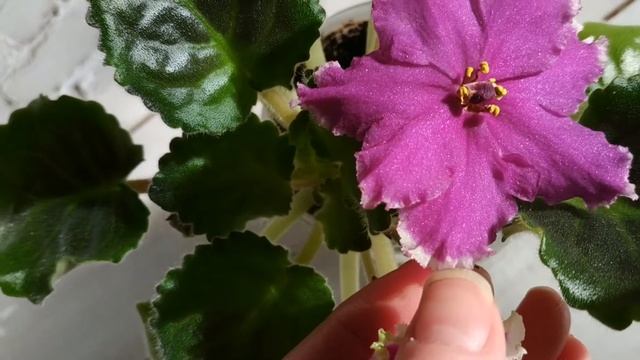 Фиалки. Как удобрение влияет на цветение смотреть онлайн