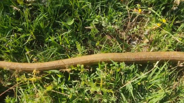 Крупнейшая ящерица России - Желтопузик ( Pseudopus apodus ) смотреть онлайн