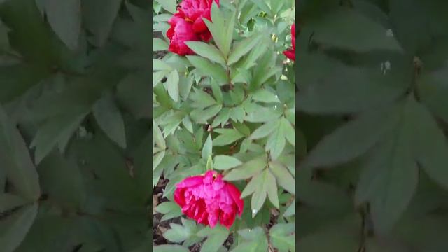 Пион древовидный Shima-nisaki Dao Jin, второй год смотреть онлайн