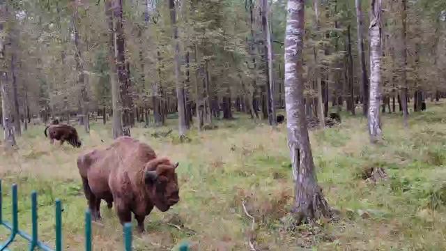 Заповедник и музей зубров в Подмосковье в сентябре!! смотреть онлайн