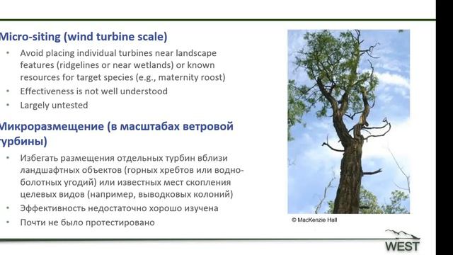 Bats: Pre-construction Surveys смотреть онлайн