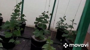 Как часто менять питательный раствор на гидропонике