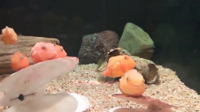 У пинагоровых рыб есть брюшные плавники - присоски, которыми они приклеиваются к разным поверхностя смотреть онлайн