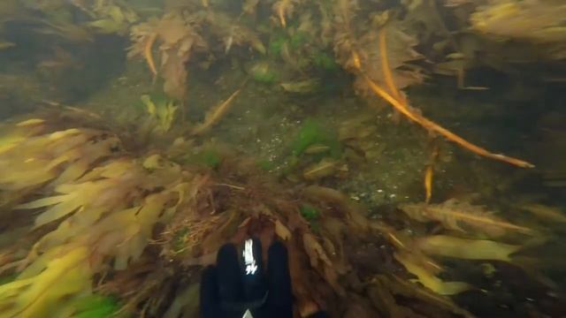 "Дары Белого моря" ИП Пиликин, Архангельск. Мы добываем и продаем дикорастущие морские водоросли. смотреть онлайн