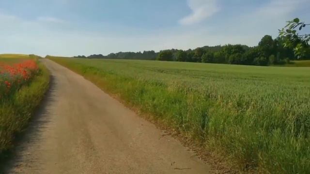 Полевые васильки. С поля, с запахом травы..самые простые. стихи, Людмила Васильевна Кириллова смотреть онлайн