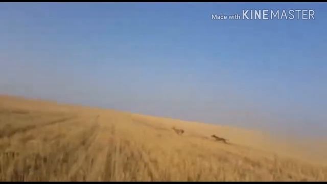 Тазы Охота на Косулю (Охота с собаками) / Hunting смотреть онлайн
