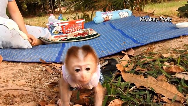 Most Pity Little Monkey Dody ! Mom Please Take Me Out Of Basket I Want To Play Outside смотреть онлайн
