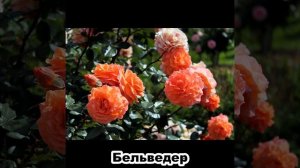 Красавицы розы - Шрабы !!!
