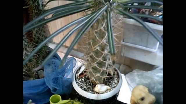 Обзор комнатных цветов. Что цветет в марте. Разные цветы. смотреть онлайн