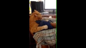 Почему нельзя кастрировать котов