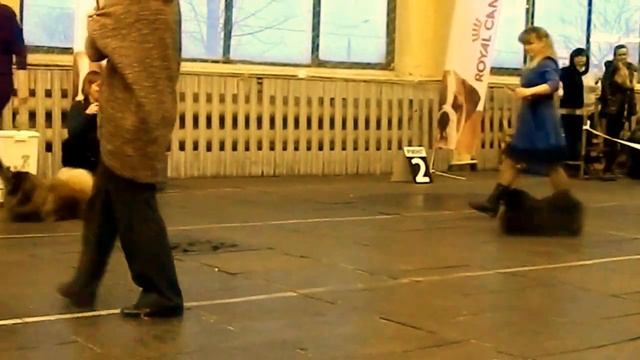 Региональная выставка собак ЧЕБОКСАРЫ-15. смотреть онлайн