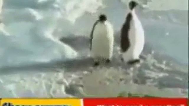 Прикол с пингвинами. смотреть онлайн