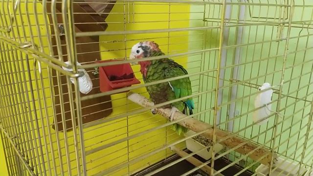 Кубинский амазон и волнистый попугай смотреть онлайн