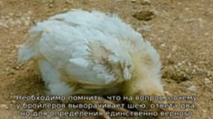 У цыпленка вывернута шея