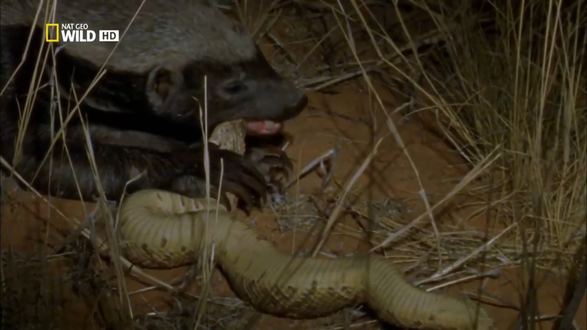 История одного медоеда