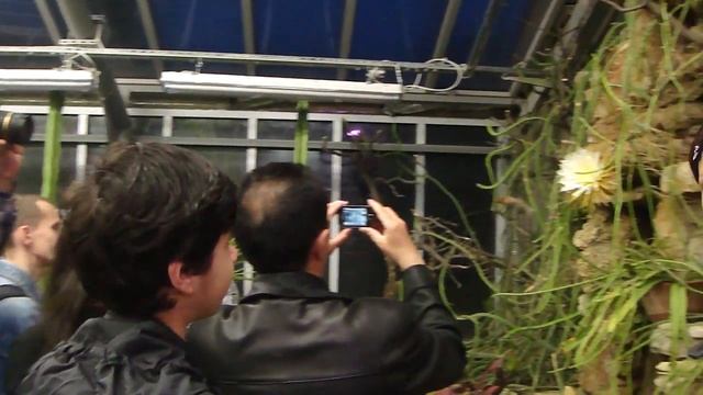 кактус царица ночи смотреть онлайн