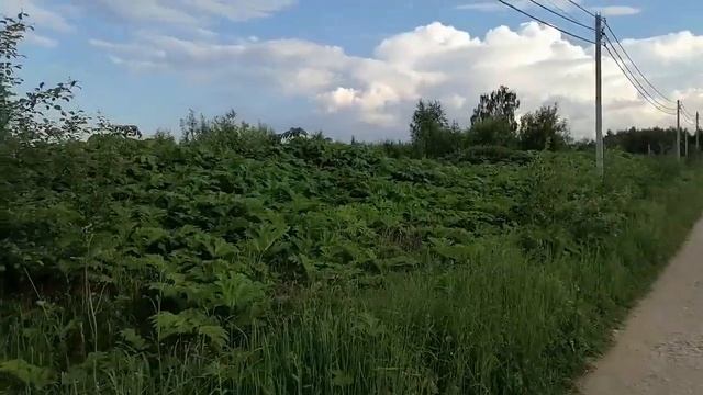 Как побороть Борщевик!