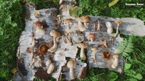 К чему снятся грибы. Сонник, толкование снов, видеть, есть или собирать грибы во сне