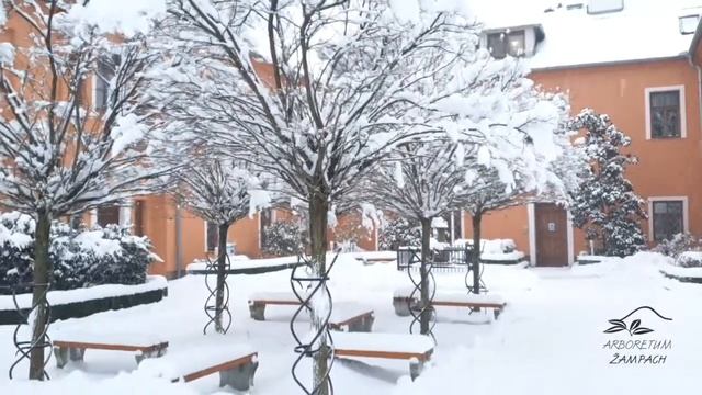 Robinia pseudoacacia 'Umbraculifera' trnovník akát смотреть онлайн