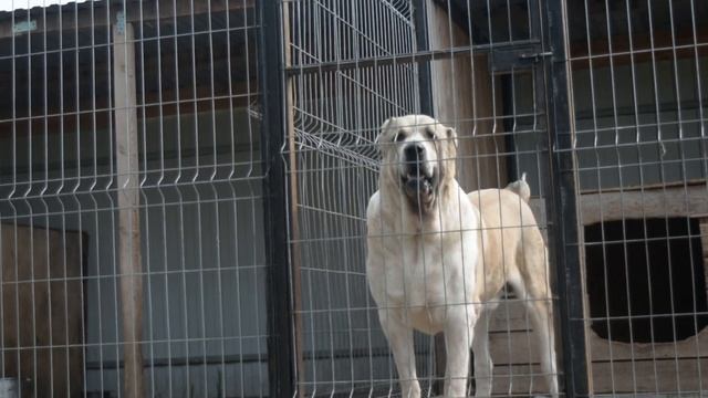 Самурай ,кобель питомника Гарджи Хан - возраст 3,5года смотреть онлайн