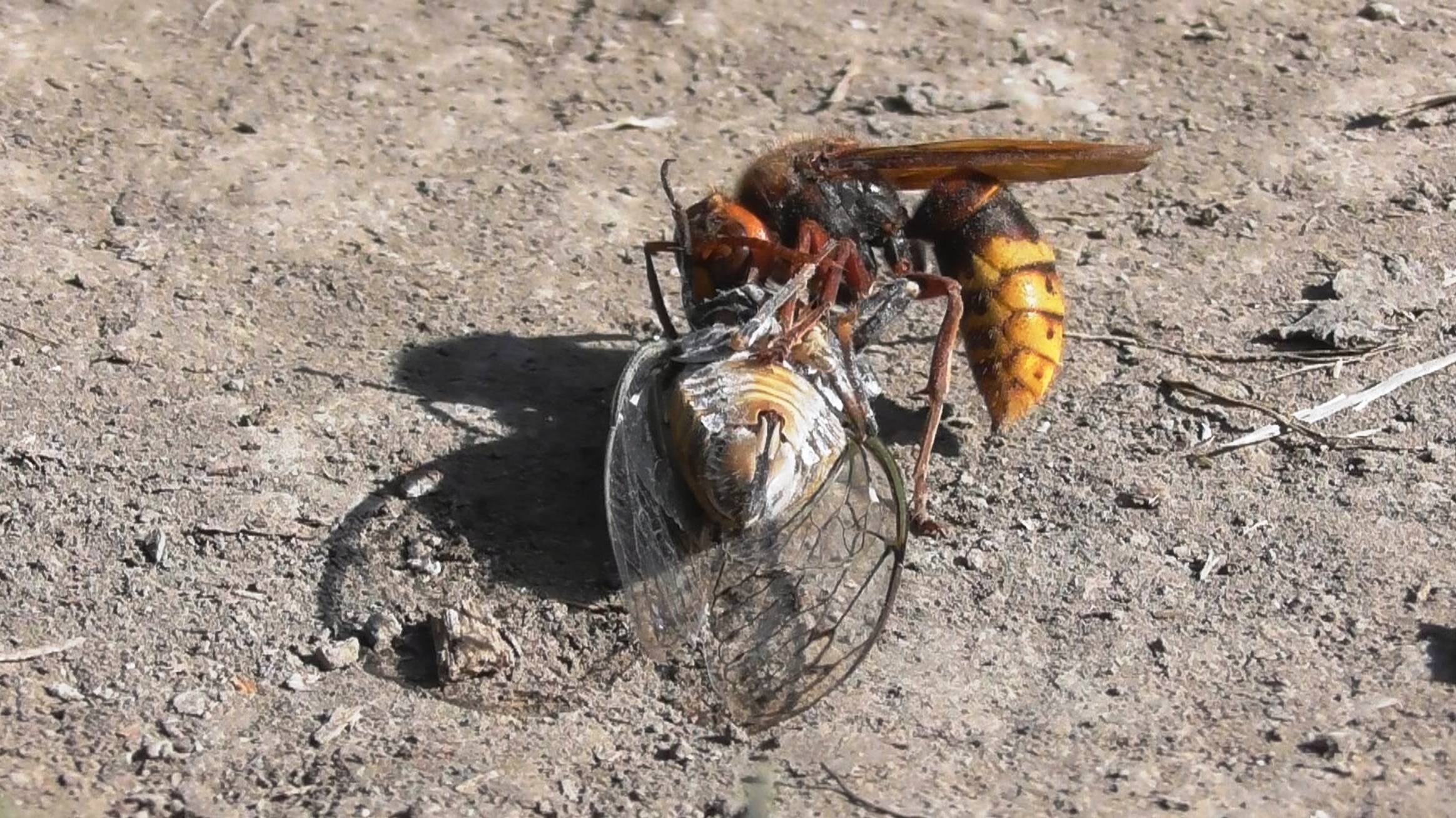 Шершень напал на цикаду смотреть онлайн