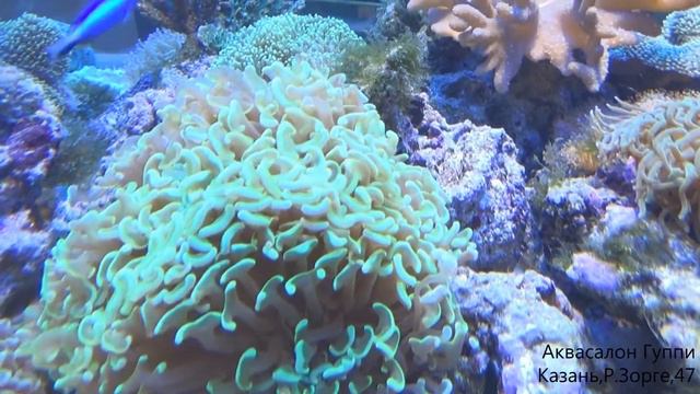 Морской аквариум,Аквасалон Гуппи,Казань смотреть онлайн