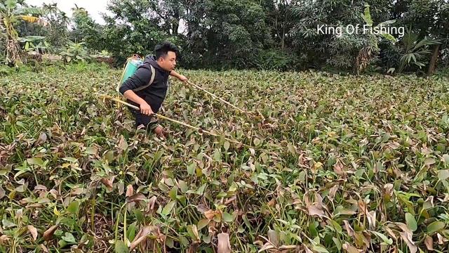QUYEN FISHING205 | engrossed in chasing fish in the duckweed suddenly met a giant snake. смотреть онлайн