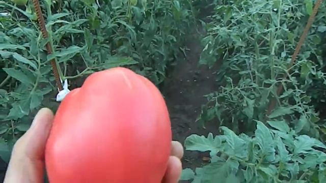 Томат Задница обезьяны. Созревание плодов. смотреть онлайн