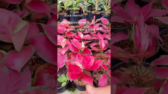 Aglaonema black maroon, red anyamanee (anjamani), suksom jaipong super red смотреть онлайн