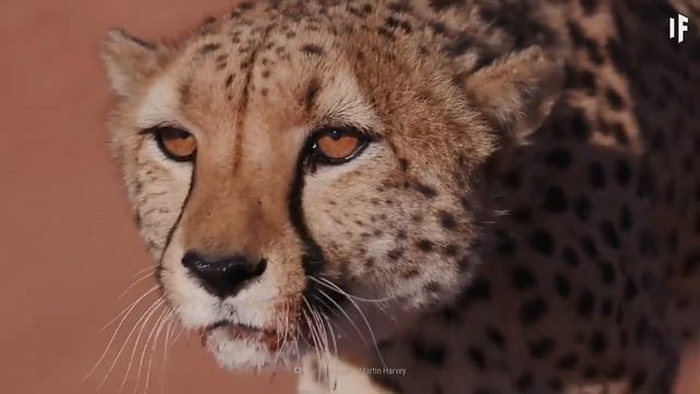 Что будет если попасть в зыбучие пески? смотреть онлайн