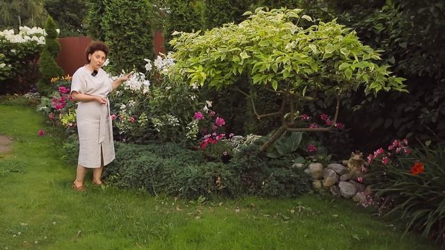 Флоксы I Сад Людмилы Кудасовой смотреть онлайн