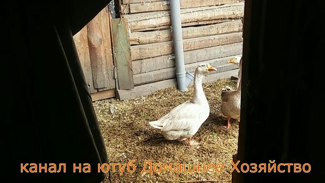 Птичник. Птицы моего хозяйства 